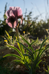 Al-Arz;Iris;Iris-Cedreti;Kaleidos;Kaleidos-images;Lebanon;Middle-East;Near-East;Proche-Orient;Tarek-Charara;Flowers;Endemic;Endangered-species;Endemic-species;Critically-endangered;Critically-endangered-species